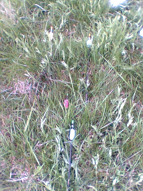 groupement dans l'herbe